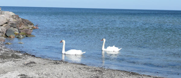 To svaner i Charlottenlund Strandpark